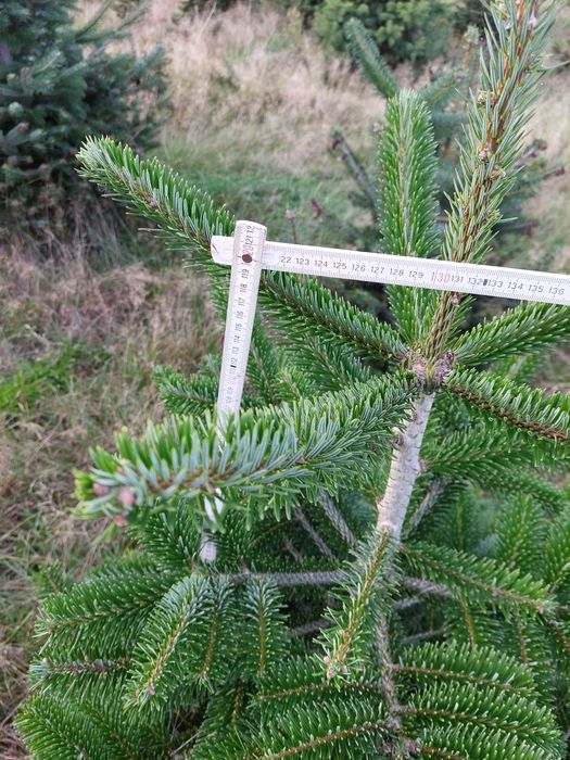 Jodła kaukaska do samodzielnego wykopania