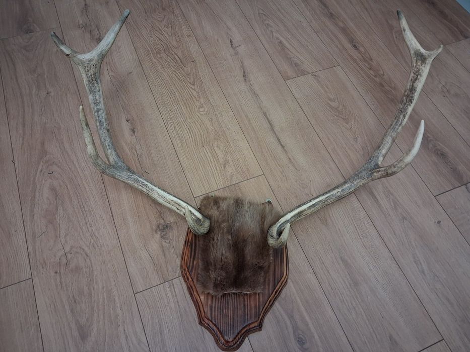 Рога  Крымского  Оленья