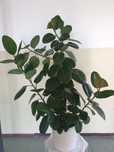 Figowiec sprężysty - Ficus elastica Robusta
