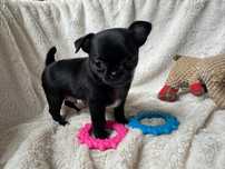 Piesek chihuahua gotowy do odbioru