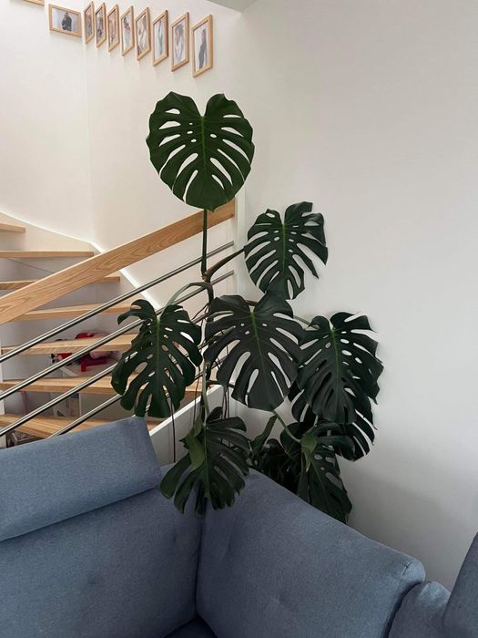 Kwiat Monstera 235 cm