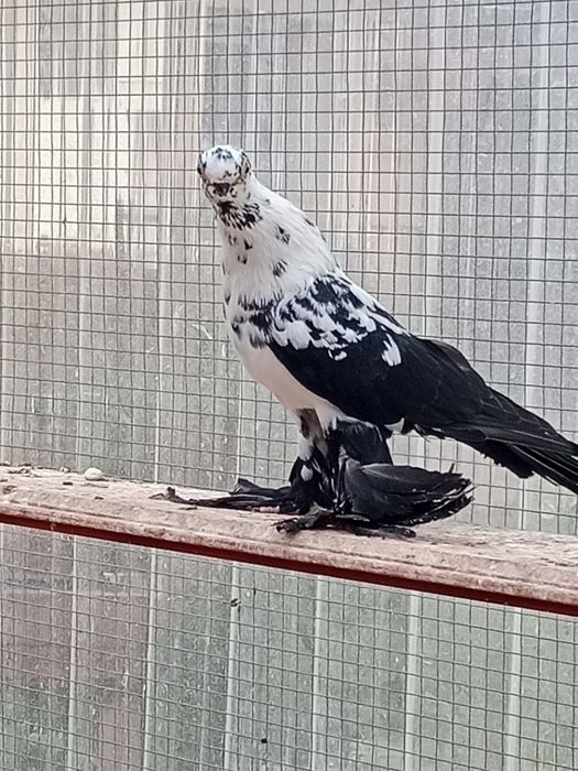 Gołębie ozdobne motyl warszawski czarny samiec 25