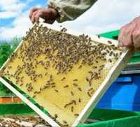 Продам пчёла-пакеты четырёхрамочные 2024 года