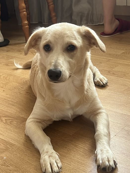 Собака митис с документами