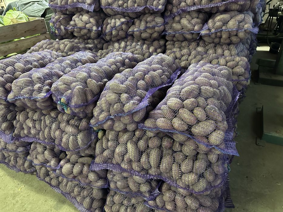 Продам картоплю Білла Роса, Балтік Роус