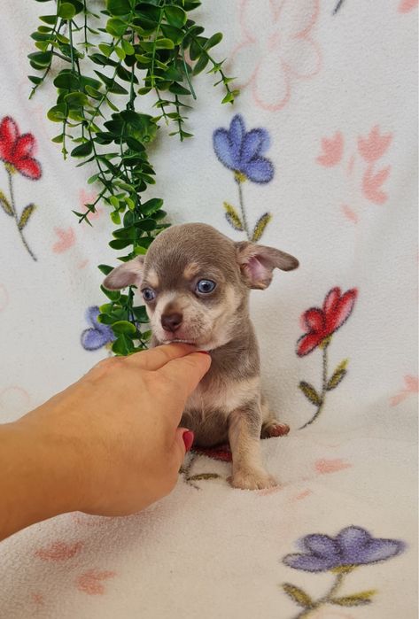 Estupendo mini Lilac Tan Chihuahua/Chiuaua de Qualidade