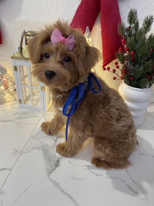 Помапу — Не зволікайте  таких залишилось лише 4!