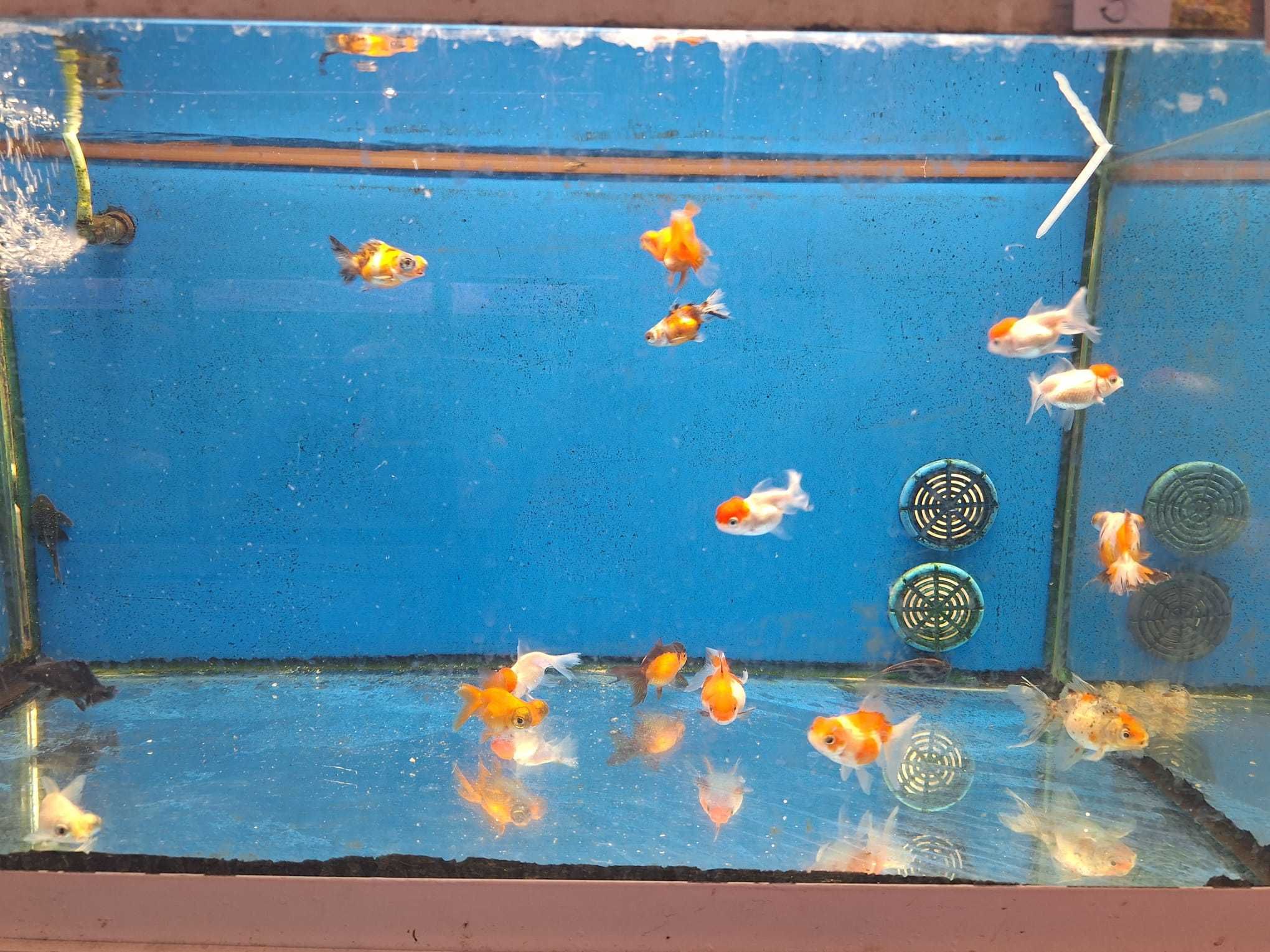 Orandas, Goldfish