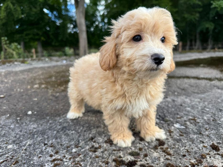 maltipoo gotowy do odbioru