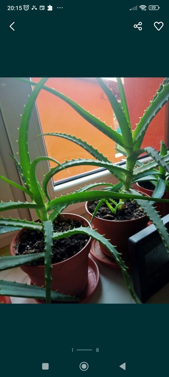 Aloes drzewiasty 4 letni