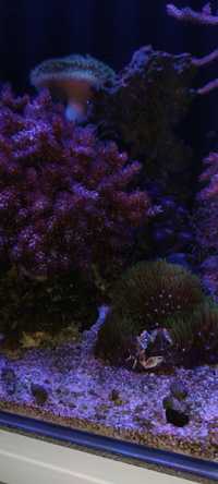 Koralowce miekkie
