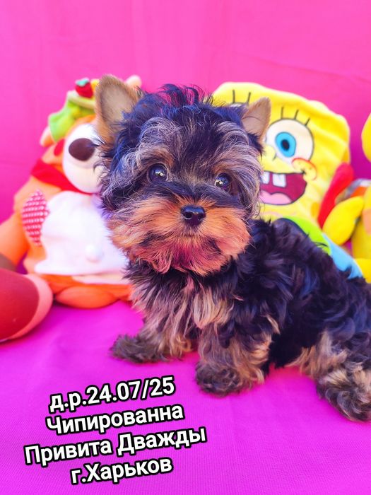 Йоркширский терьер.На Ладошку