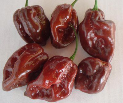 10 Sementes Pimenta Habanero Chocolate
