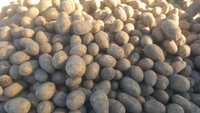 Ziemniaki wielkosc sadzeniak 3 do 5cm SORAYA 6ton