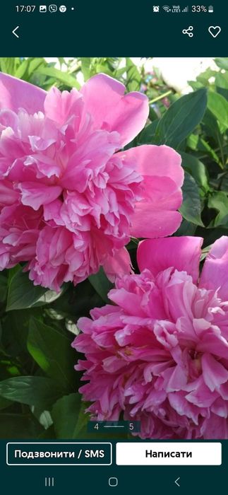 Півонія рожева  Бернар  гортензія біла велика