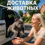 Перевозка животных котов собак  перевезення тварин котів собак зоотакс