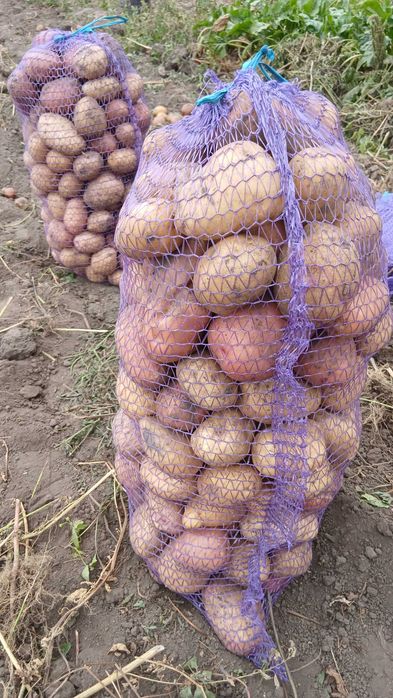 Продам картоплю велику