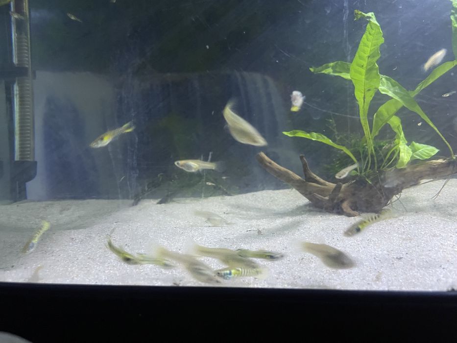 Peixes Endler Yellow Tiger