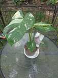 Monstera deliciosa Thai Constellation