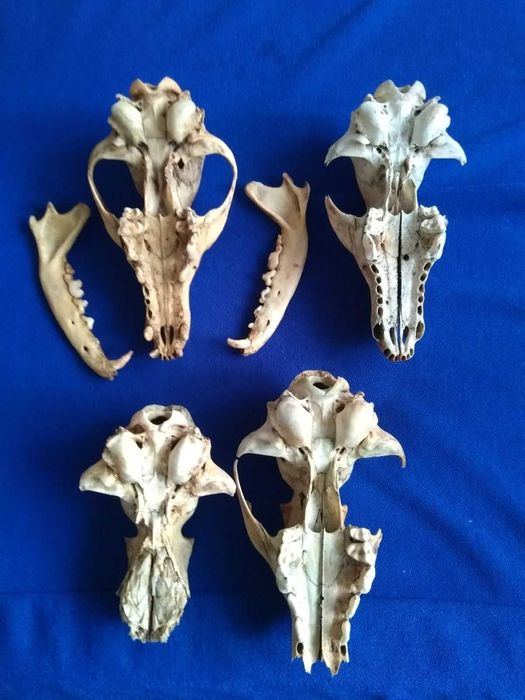 Череп лисиці / лиса. Черепа лисицы. Лис