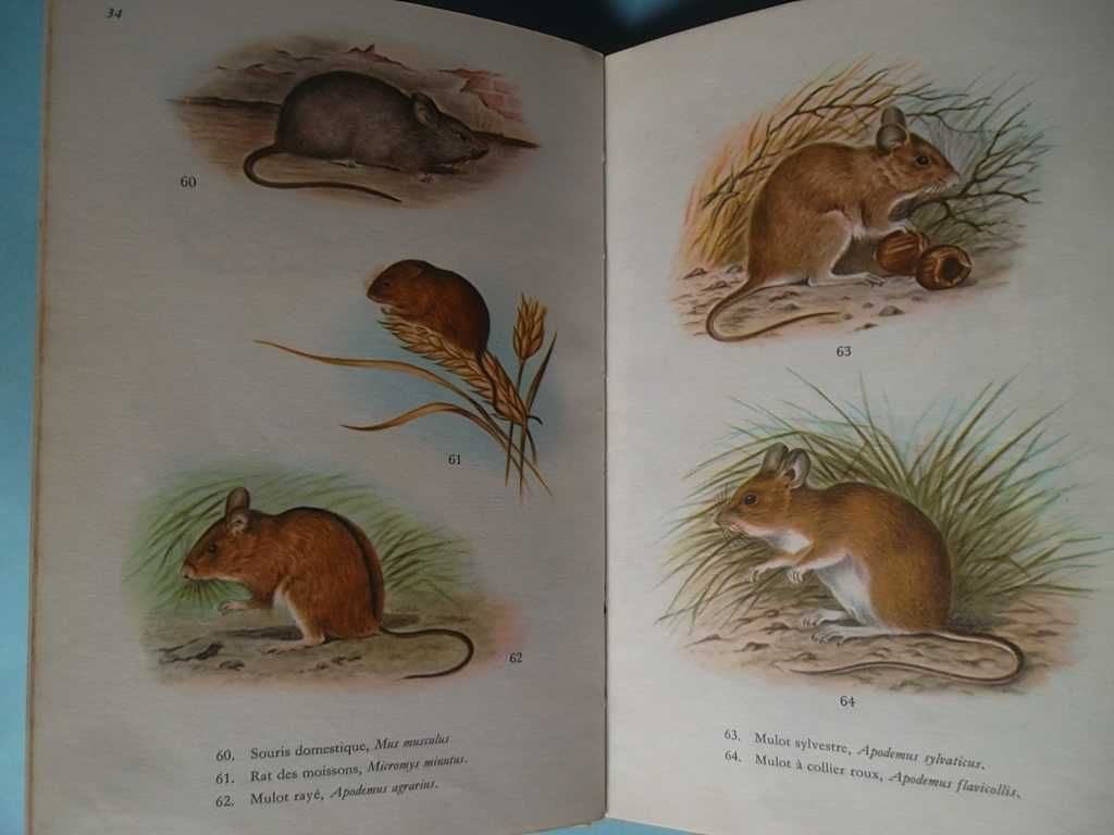 Livro ilustrado (anos 60) - Animaux en couleurs