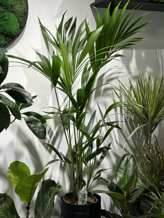 Пальма Ховея h120 см