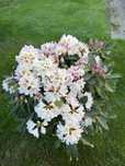 Rhododendron - rozanecznik WIELE KOLOROW