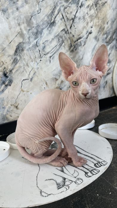 Сфінкс, 3 міс., хлопчик.