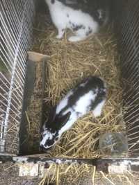 Продам кролики, 2-х місячні