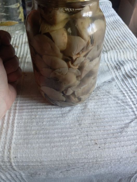 Рядовка їстівна  продам