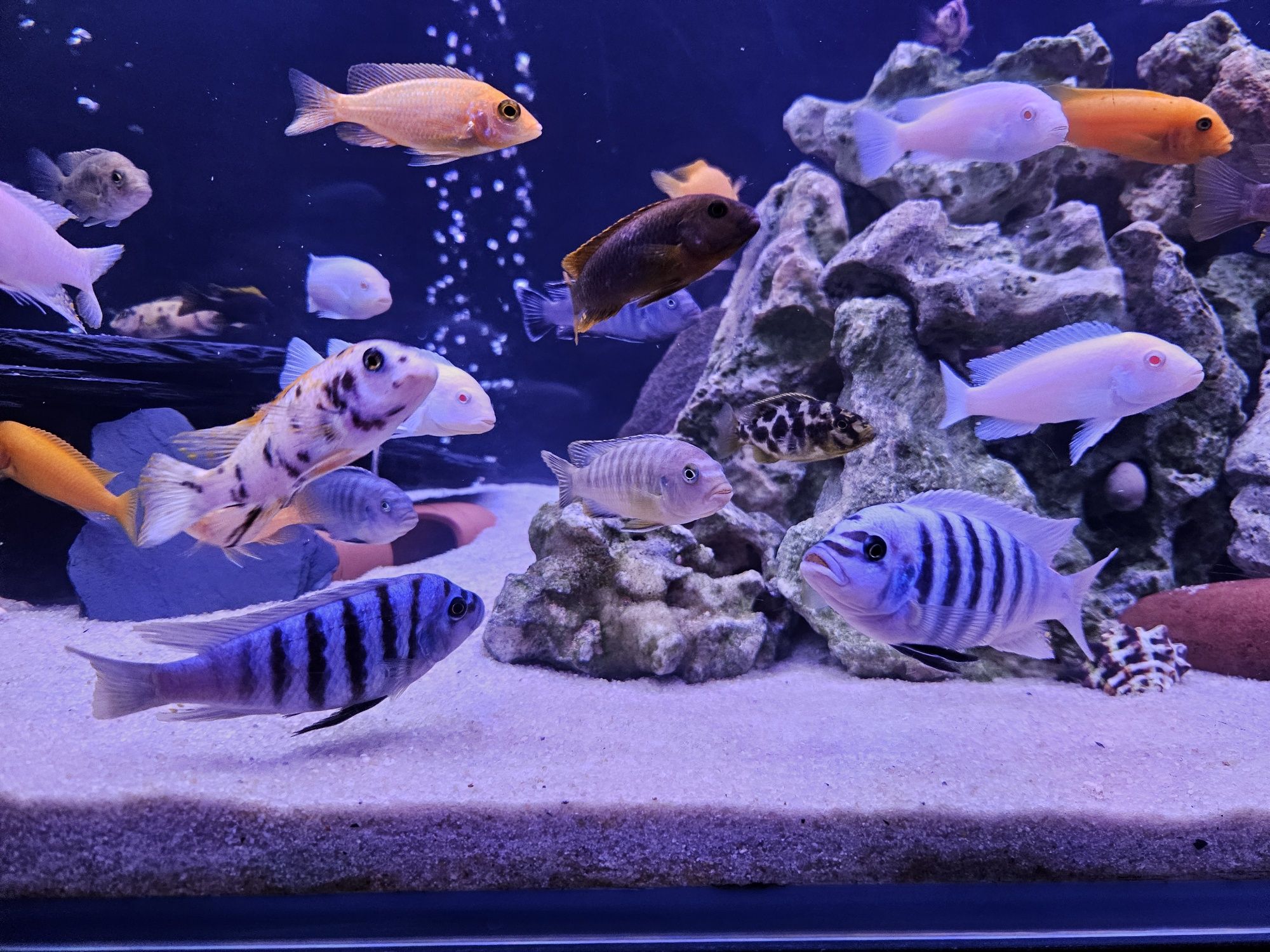 Pyszczak Maison Reef Pseudotropheus sp. zebra chilumba malawi