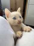Gatos para adoção muito responsavel