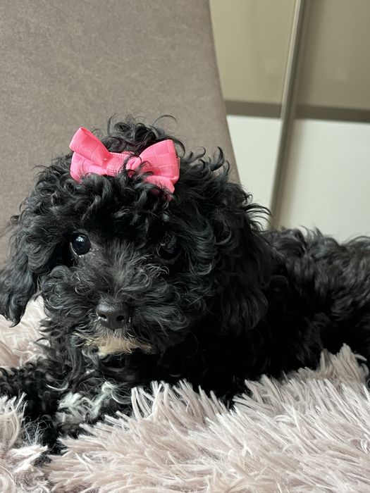 Cudowna malutka suczka cavapoo do odbioru