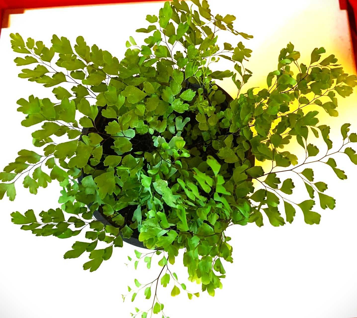 Папоротник Венерин волос, Адиантум, Adiantum
