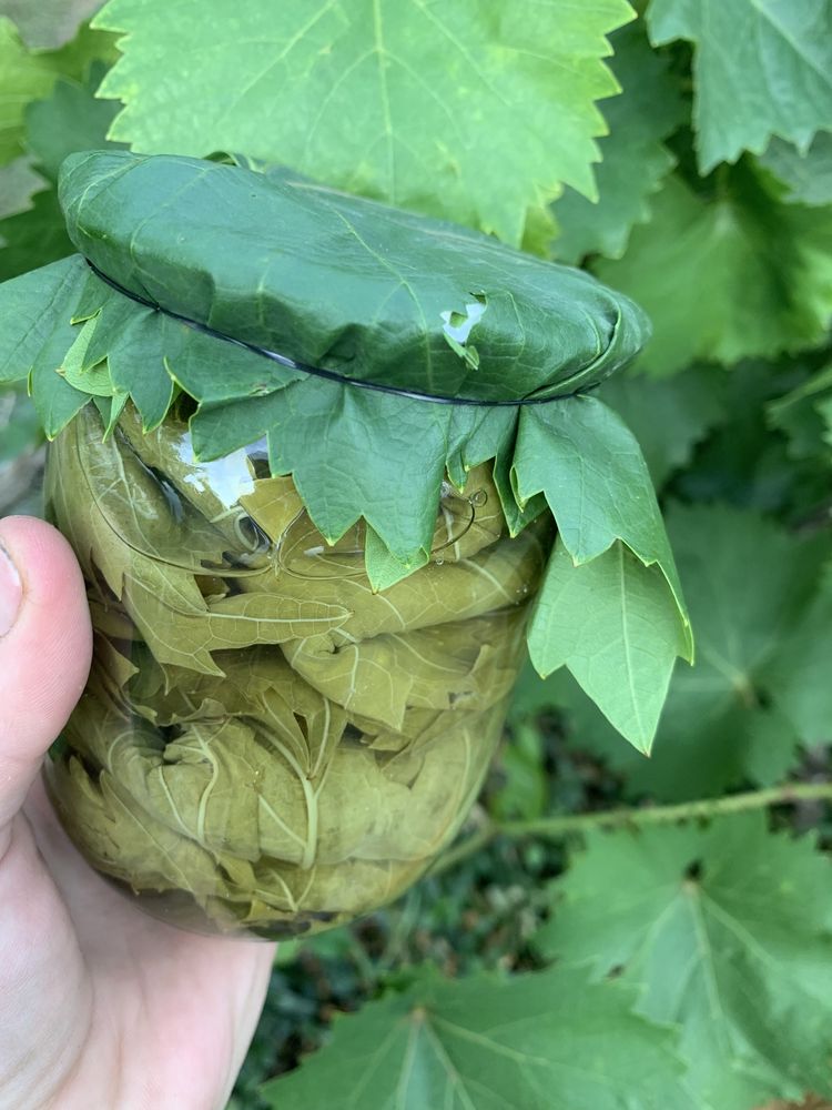 Виноградные листья