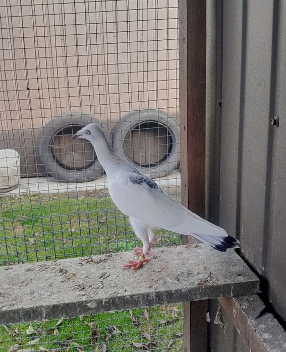 Gołębie ozdobne srebrniaki sercowe serki