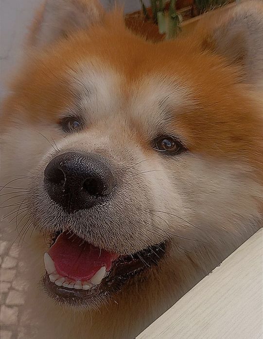 Yorkshire Terrier e Akita Inu. Procuramos namorada