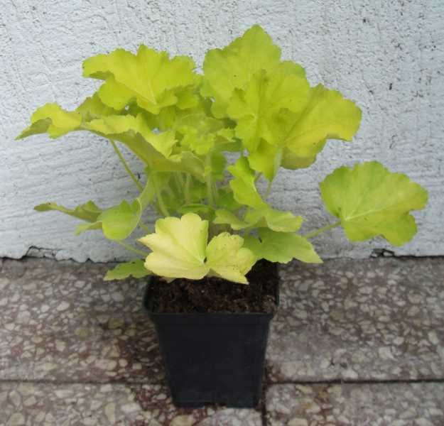 ŻURAWKA Citronelle Heuchera - sadzonki w don. !!!