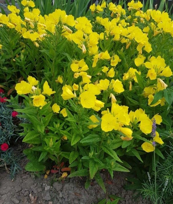 Wiesiołek czworokątny z mojego ogrodu. 35 cm sadzonka.