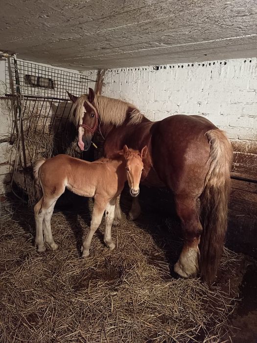 Klacz zimnokrwista kasztana