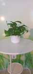 Planta decorativa Jibóia