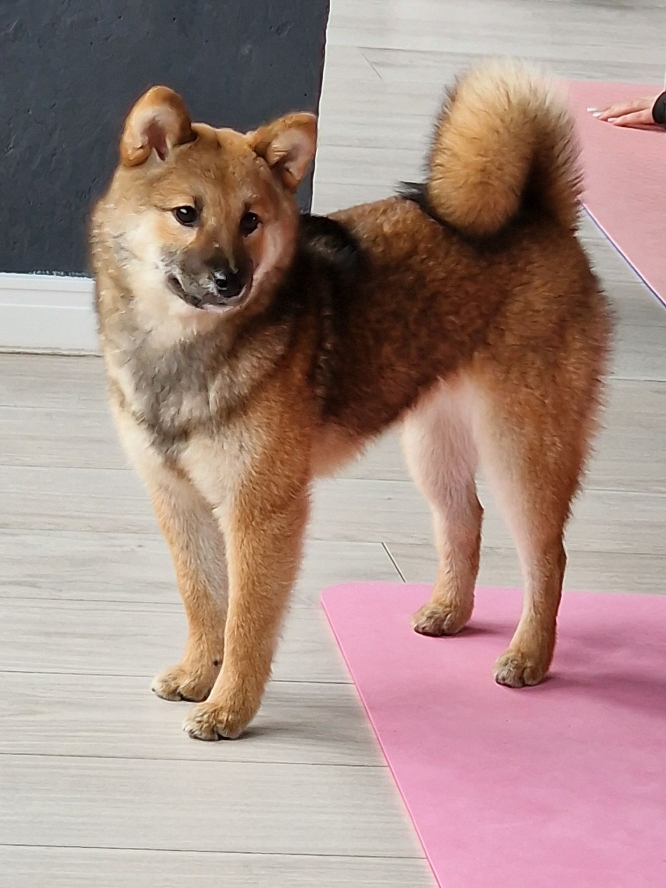 Shiba inu, Шиба іну , Цуценята, Сіба іну , годівля Todaisou