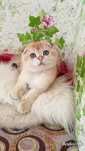 Золотая шиншилла. Шотландский вислоухий котик