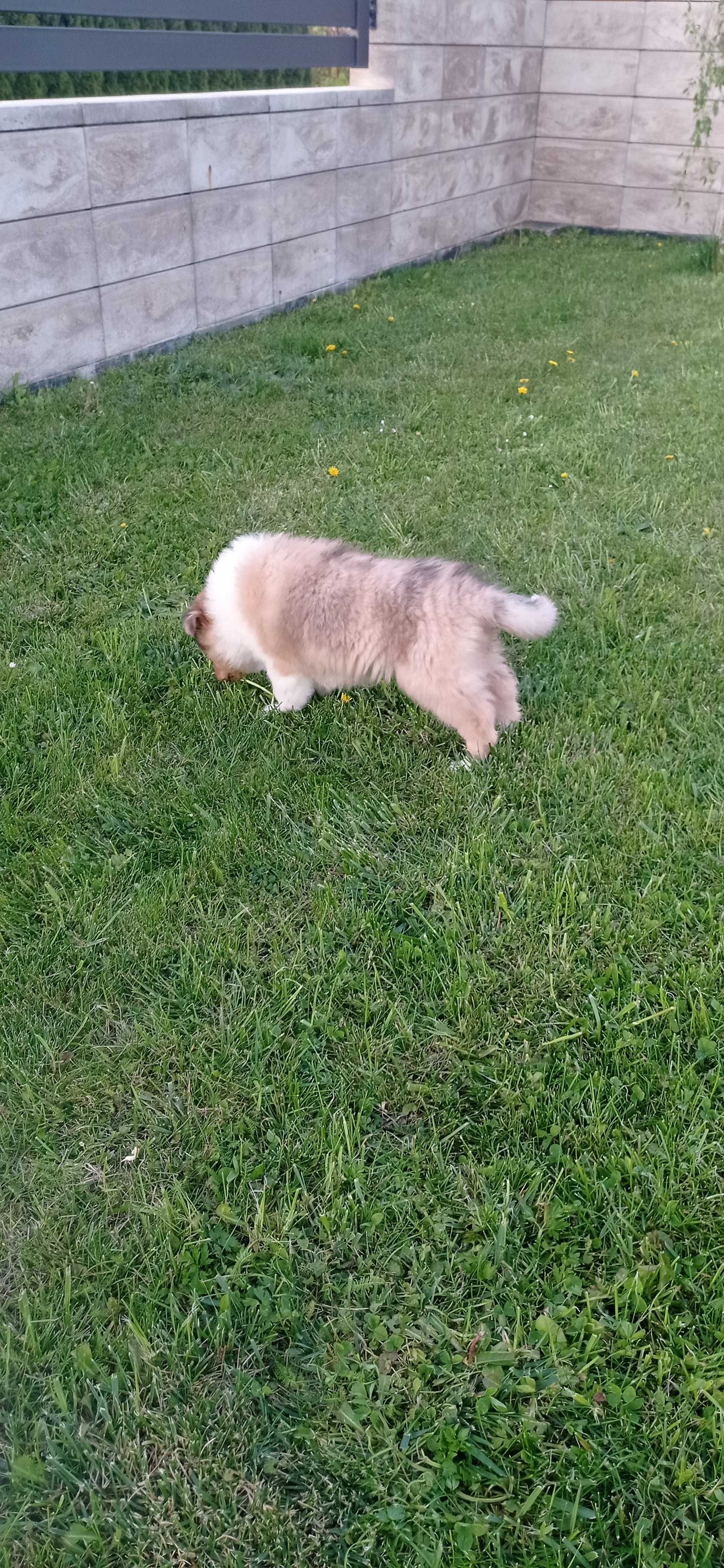 Owczarek szkocki collie piesek