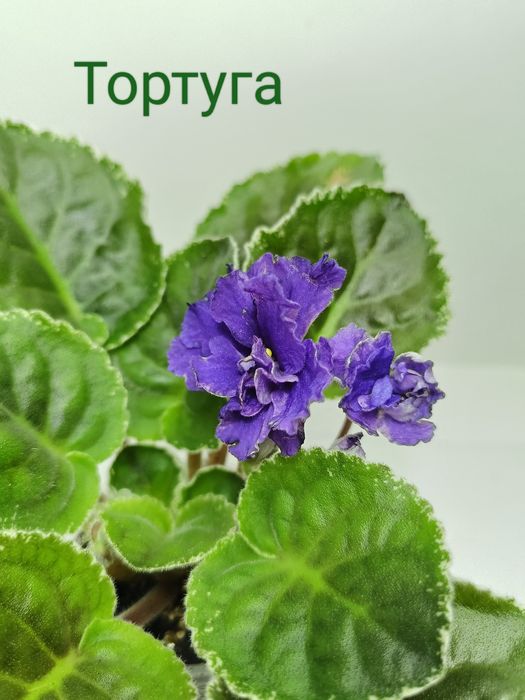 Продам фіалки сортові