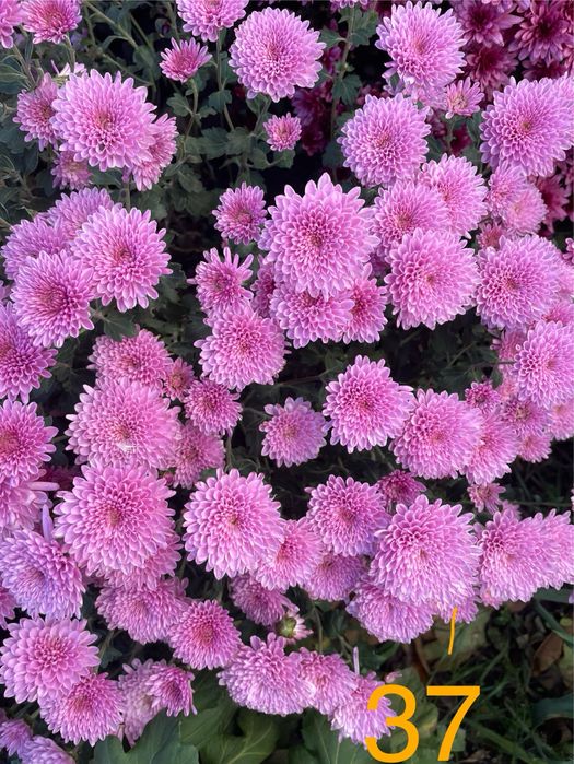 Хризантема мультифлора куляста