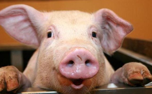 Продам домашнюю свинину живым весом по 75 грн.