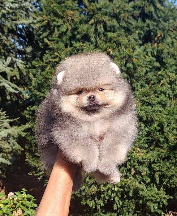 Очаровательная  девочка и мальчик померанского шпица