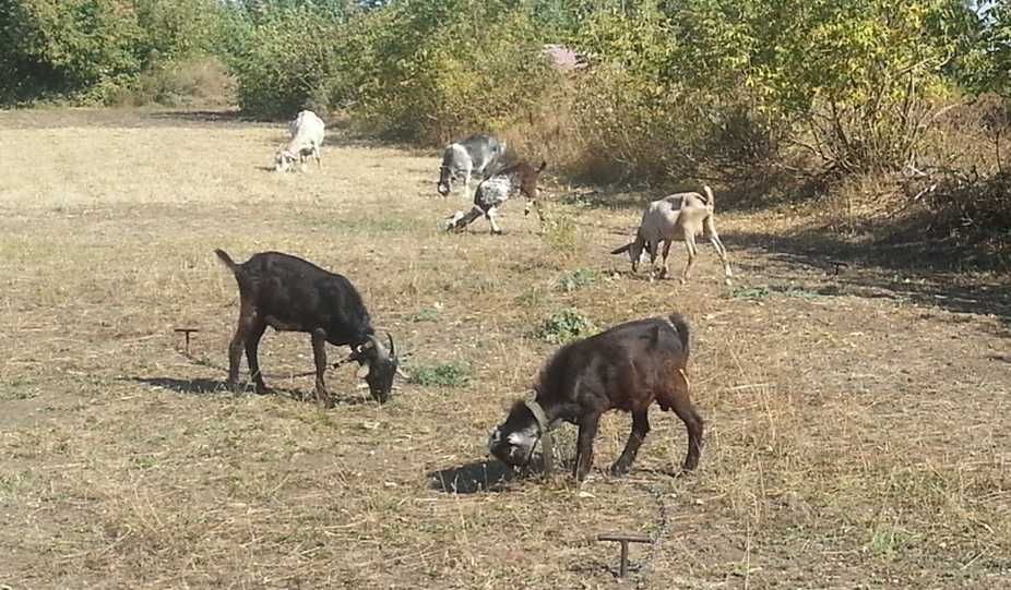 Продам козочек и козликов на племя.