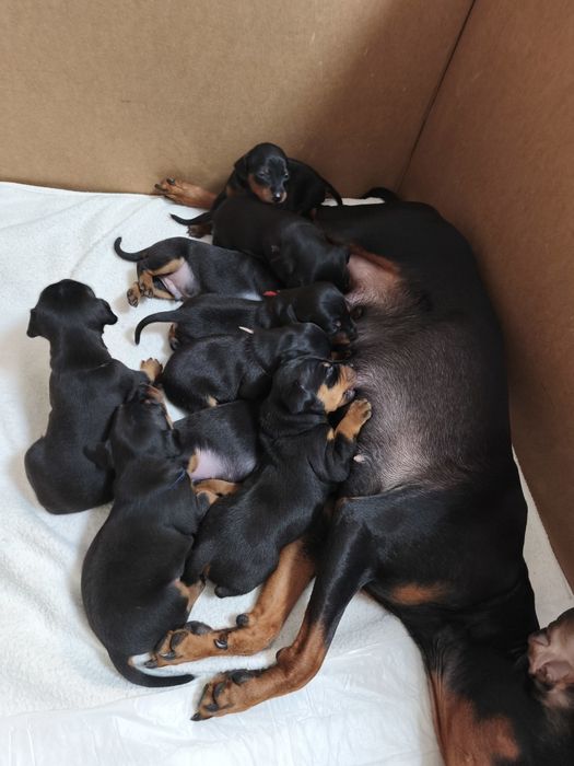 Хлопчики Цвергпінчери народилися 27.08.25 торг